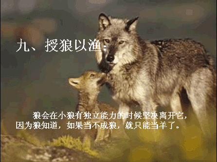 狼的原则9.gif
